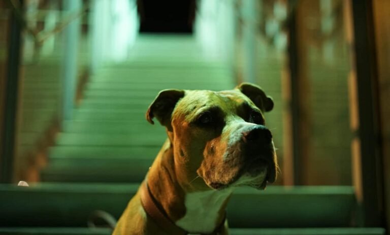 pitbull-perro-mascotas-1160x700-1