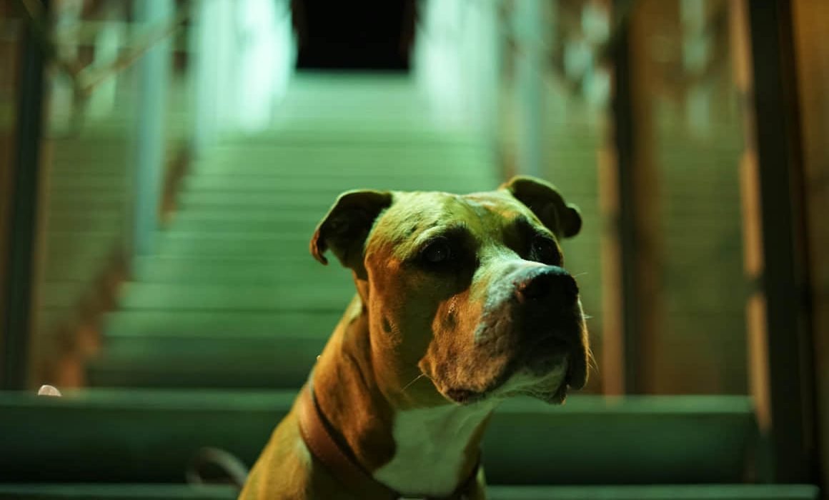 pitbull-perro-mascotas-1160x700-1