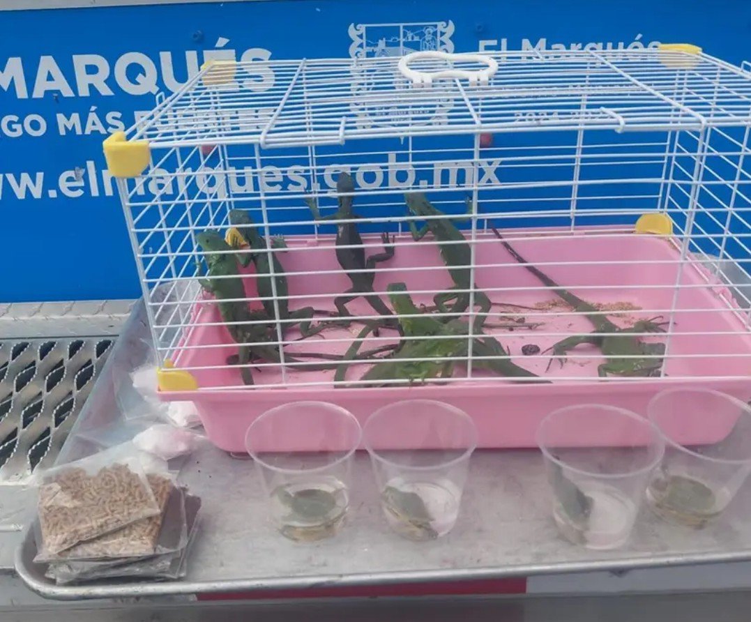 Screenshot_2026-02-24-14-29-03-08_965bbf4d18d205f782c6b8409c5773a4~2