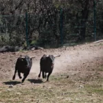 buscan-conservar-el-toro-de-lidia-prohibir-corridas-significara-la-extincion-advierten_494daccc-74a2-4ae7-a72e-4bf2f7ff8837_medialjnimgndimagefullsize (1)