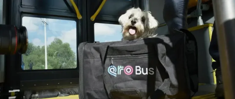 04_15_AMEQ_01-1200x506 (2)